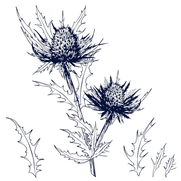 Sketchy blauwe distel bloemen. — Stockvector
