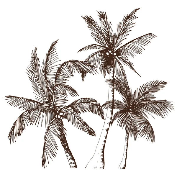 Sketchy tropical palm trees. — Stock Vector