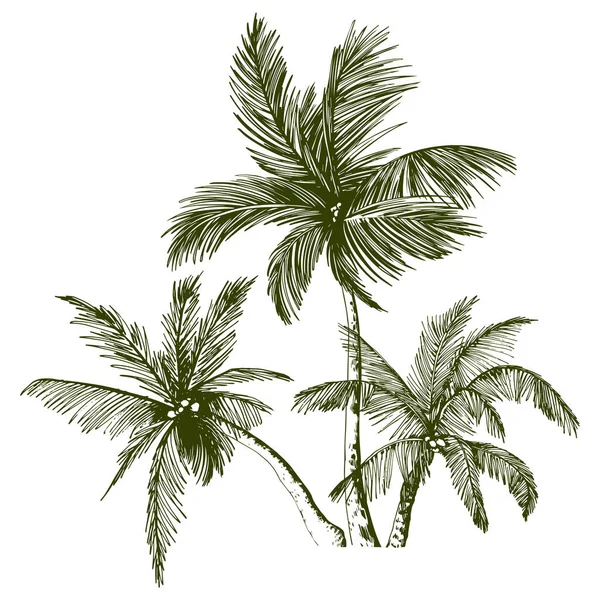绿色热带棕榈树. — 图库矢量图片