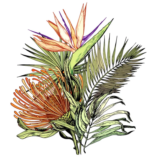 Ramo tropical con protea Pincushion, flores de pájaro Paraíso y hojas de palma verde . — Vector de stock