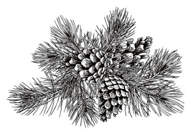 Siyah ve beyaz kozalaklı çam dalı.