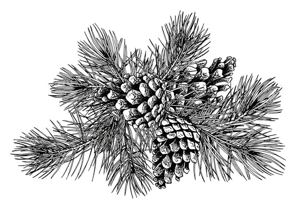 Schwarzer und weißer Kiefernzweig mit Zapfen. — Stockvektor