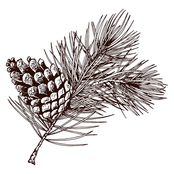 Branche de pin réaliste avec cône . — Image vectorielle