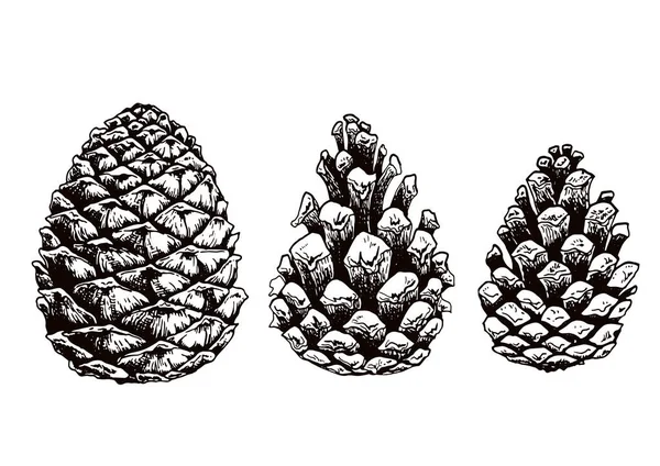 Set of pine cones. Royalty Free Stock Vectors