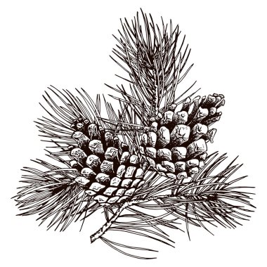 Kozalaklı eski çam dalı.