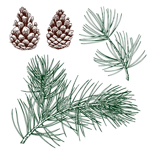 Green pine branches and cones. — Stock Vector