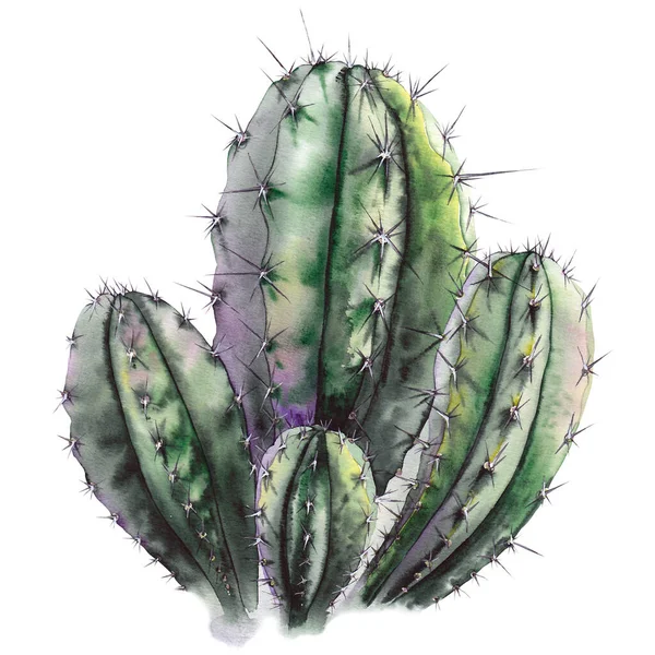 Aquarelle cactus vert . — Photo