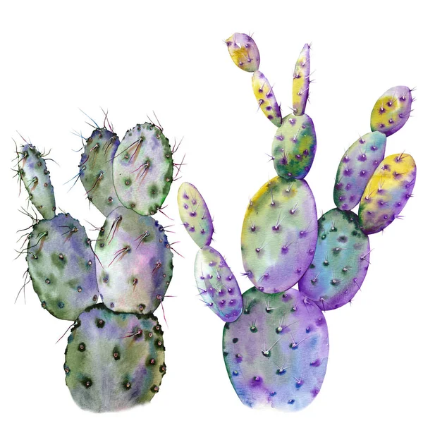 Plantes de cactus colorées. — Photo