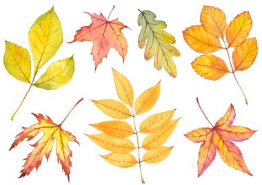 Farklı orman yapraklarıyla donatılmış sonbahar..