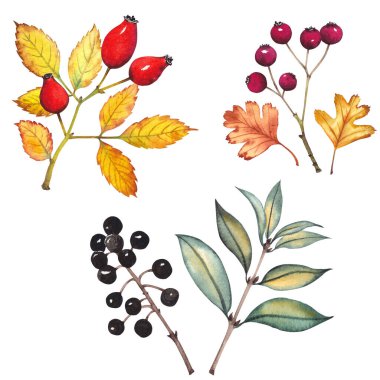 Hawthorn, güllük ve sıradan özel böğürtlenler.