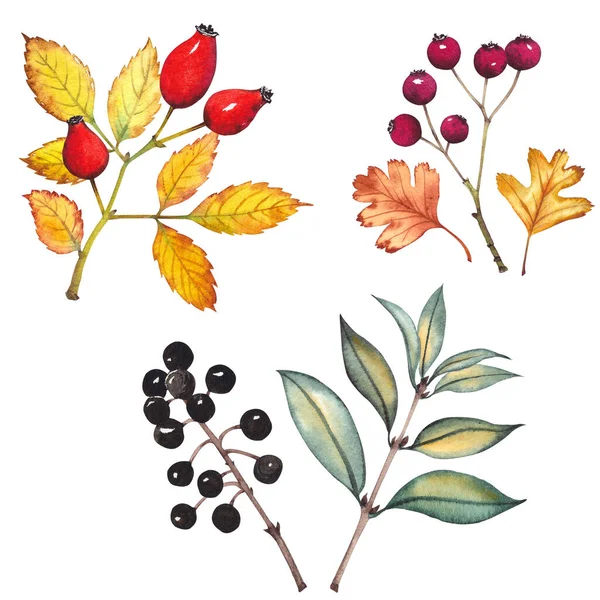 Hawthorn, güllük ve sıradan özel böğürtlenler.