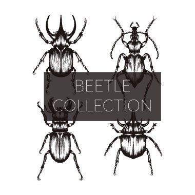 Çok Detaylı Böcek Çizimleri. El Çekimi Böcekleri Vektör Ayarları