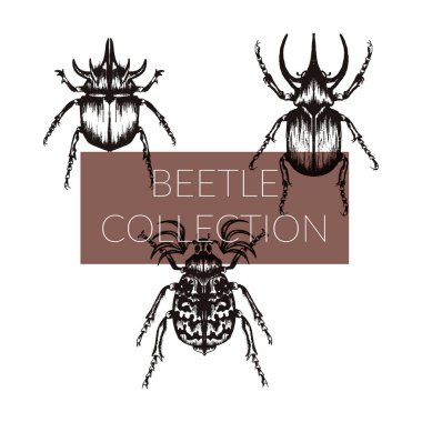 Çok Detaylı Böcek Çizimleri. El Çekimi Böcekleri Vektör Ayarları