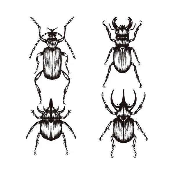 Sehr detaillierte Insektenskizzen. handgezeichnete Käfer Vektor-Set — Stockvektor