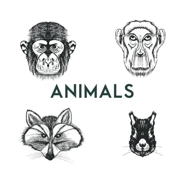 Bosquejo dibujado animales salvajes bozales conjunto de vectores — Vector de stock