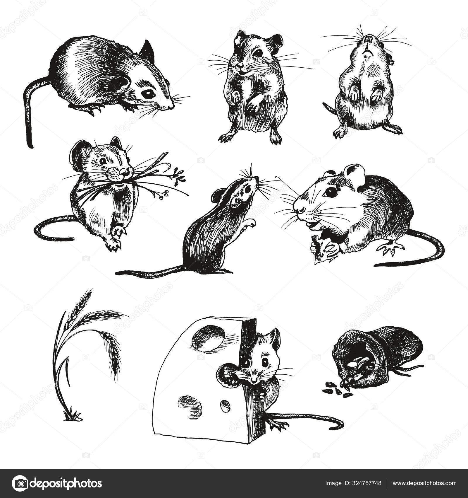 Imagens vetoriais de Rodents