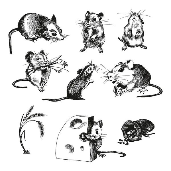 Set de ilustraciones vectoriales bosquejadas con ratón o rata — Archivo Imágenes Vectoriales