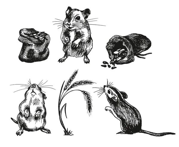 Rato ou rato animal esboçado conjunto de ilustrações vetoriais — Vetor de Stock