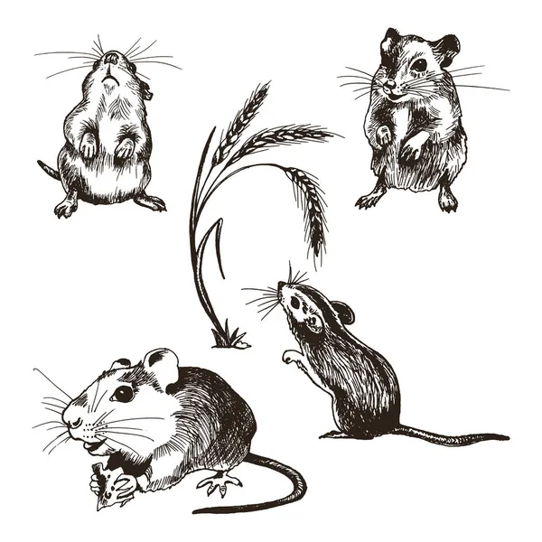 Mouse or Rat Animal Sketched Vector Illustrations Set — Stock Vector