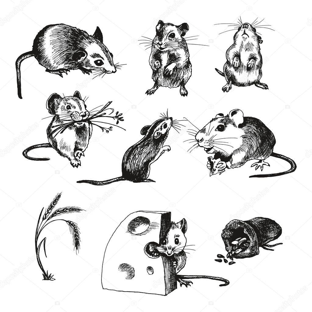 Mouse or Rat Animal Sketched Vector Illustrations Set