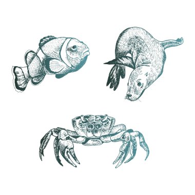 Deniz Mührü ve Yengeç Vektör Kümeli Okyanus Yaşamı ve Deniz Yaratıkları