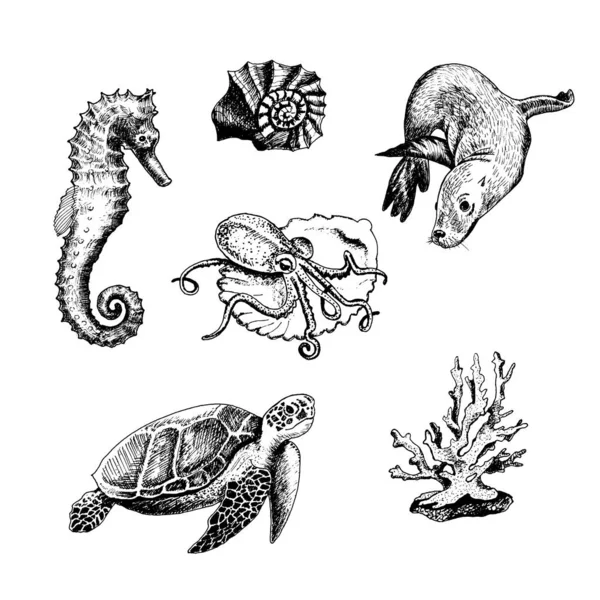 Vida marinha e criaturas marinhas com tartaruga cabeçuda e conjunto de vetores Shell — Vetor de Stock