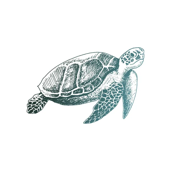 Loggerhead schildpad met sterk pantser zwemmen diep onder water vector geschetste illustratie — Stockvector