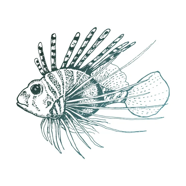 Lionfish com longas espinhas dorsais Vector esboçado ilustração — Vetor de Stock