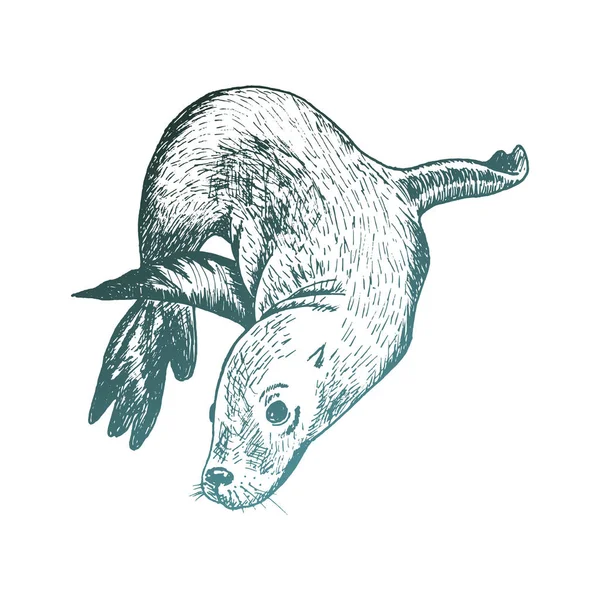 Marinha selo ou mar urso natação subaquático esboçado vetor ilustração — Vetor de Stock