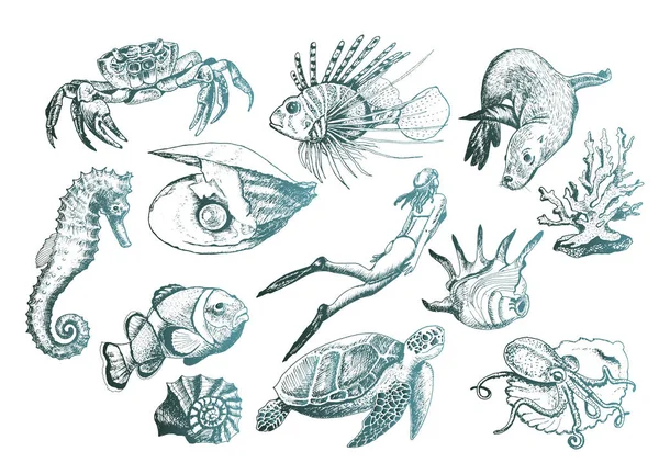 Ocean Life and Marine Creatures with Loggerhead Turtle and Shell Vector Set Stock Illustration