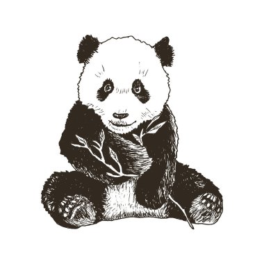 Gözlerinde siyah lekeler olan Panda Pençe Vektör İllüzyonunda Bambu Dalında Oturuyor. El Tüylü Çin Hayvanı