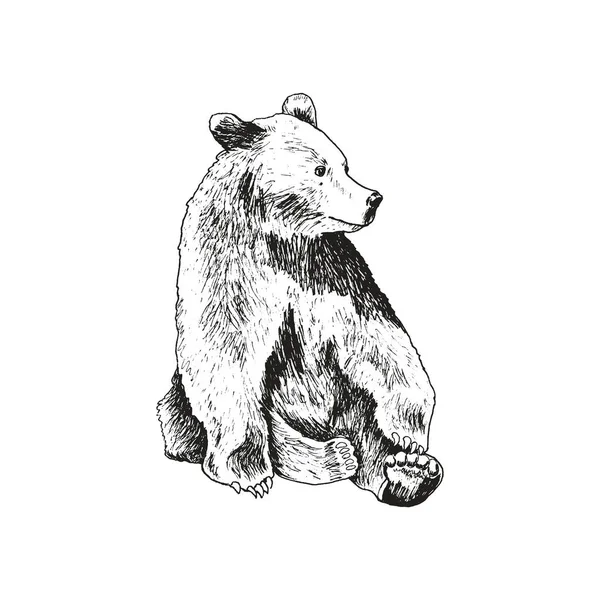 Зарисованный медведь, сидящий рядом с линейной иллюстрацией вектора рисования — стоковый вектор