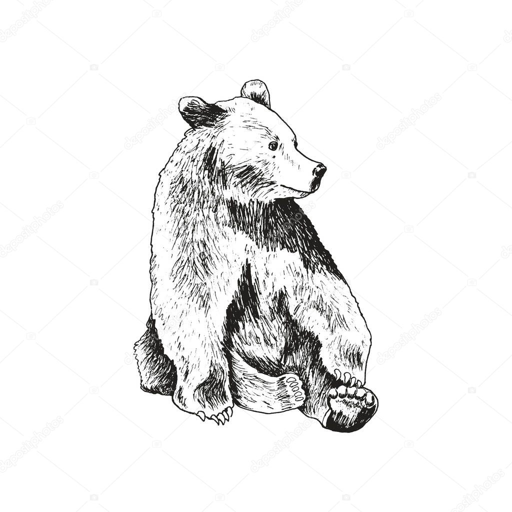 Sketched Bear Animal Sitting Looking Aside Linear Drawing Vector Illustration