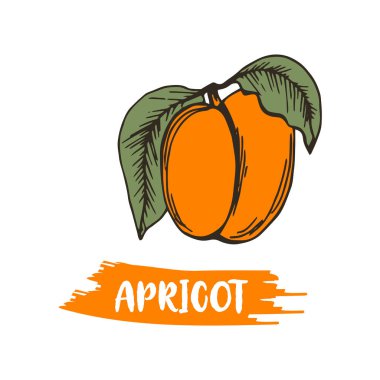 Kayısı Drupe Fruit Yaprak Vektörü İllüstrasyonlu Küçük Şeftali 'ye benzer. Bahçe Olgun Meyvesi Yemek İçin