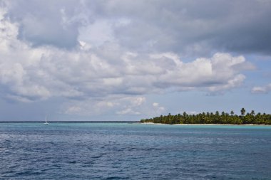 adadaki palmiye ağaçları