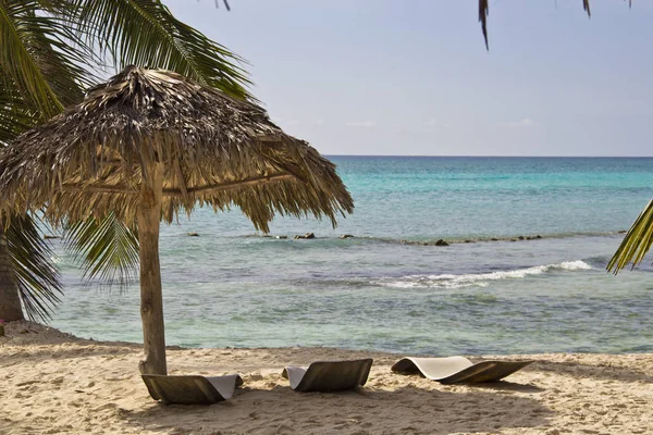 Palm trees on the island — Stock Photo, Image