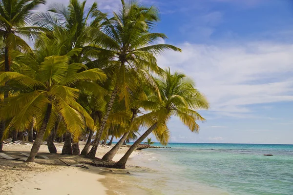 Palm trees on the island — Stock Photo, Image