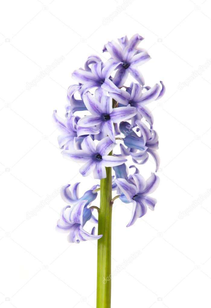 Purple hyacinth flower isolated on a white background. Spring