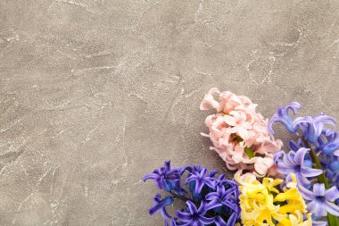 Bir grup sümbül, gri beton arka planda çiçek açar. Bahar