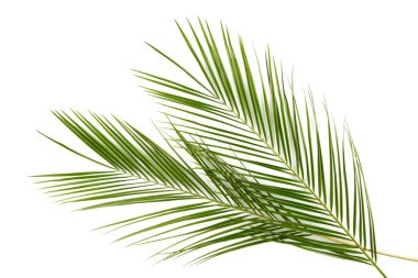Beyaz arkaplanda izole edilmiş yeşil palmiye yaprakları, üst görünüm