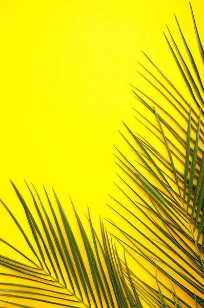 コピースペースと黄色の背景にヤシの木の緑の葉 — ストック写真