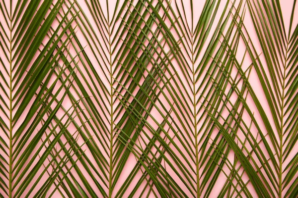 Tropical leaves background with copy space. Top view