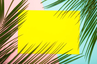 Renkli arka planda yeşil palmiye yaprağı, üst manzara. Yaz konsepti