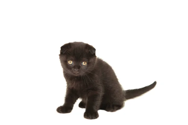 Preto Britânico Shorthair Gatinho Isolado Branco Fundo — Fotografia de Stock