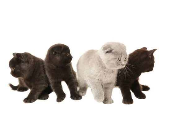 Três Gatinhos Britânicos Pretos Cinzentos Isolados Sobre Fundo Branco Vista — Fotografia de Stock