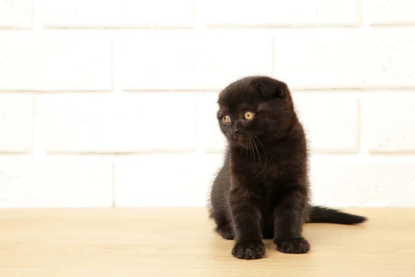 Black British Shorthair Kitten White Background Copy Space — Stock Photo, Image