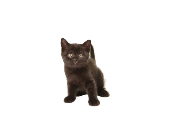 Preto Britânico Shorthair Gatinho Isolado Branco Fundo — Fotografia de Stock