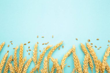 Mavi arka planda buğday başakları. Uzayı kopyala