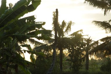Doğa arka planı için yapraklar ve mavi gökyüzü
