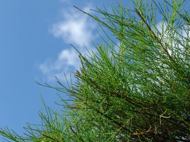 Doğa arka planı için yapraklar ve mavi gökyüzü